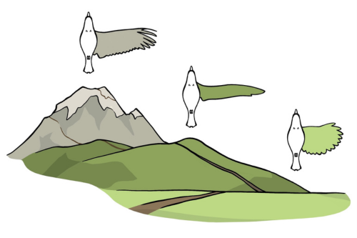 Illustrated performance landscape of bird wingspan